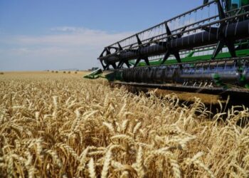 Аграріями Одещини обмолочено 40% засіяних площ — Новини Одеської області