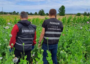 На Чернігівщині поліцейські викрили та ліквідували плантацію снодійного маку. ФОТО | Кримінальні новини