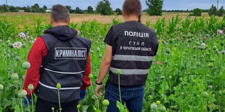 На Чернігівщині поліцейські викрили та ліквідували плантацію снодійного маку. ФОТО | Кримінальні новини