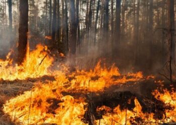 ДІЇ НАСЕЛЕННЯ ПІД ЧАС ПОТРАПЛЯННЯ У ЗОНУ ЛІСОВОЇ (СТЕПОВОЇ) ПОЖЕЖІ