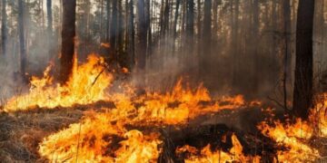 ДІЇ НАСЕЛЕННЯ ПІД ЧАС ПОТРАПЛЯННЯ У ЗОНУ ЛІСОВОЇ (СТЕПОВОЇ) ПОЖЕЖІ