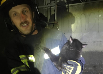 Одесские пожарные спасли выпавшего из окна кота