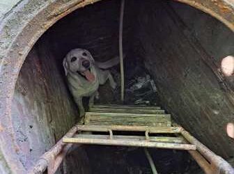В Одеській області співробітники ДСНС врятували собаку | Надзвичайні події Одесса та область