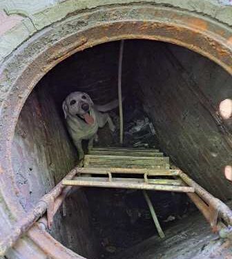 В Одеській області співробітники ДСНС врятували собаку | Надзвичайні події Одесса та область