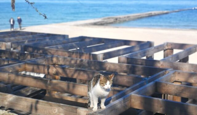 В Одессе могут открыть для отдыха некоторые пляжи | Одеський Монітор