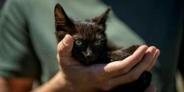 Військові розповіли про долю кота, врятованого з острова Зміїний — Новини Одеської області