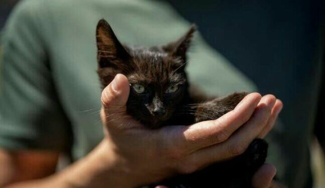 Військові розповіли про долю кота, врятованого з острова Зміїний — Новини Одеської області