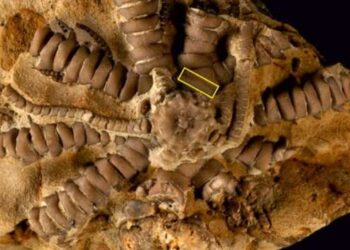 В честь Зеленского назвали коматулид юрского периода, найденный в Эфиопии