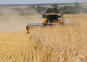 У Червоноградському районі триває збір озимої пшениці – Новини Львова та області