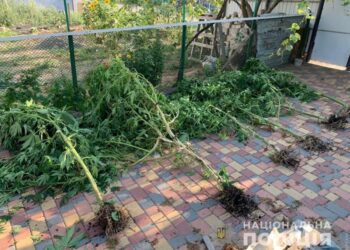 В Бессарабії викрили п’ятьох наркоаграріїв. ФОТО