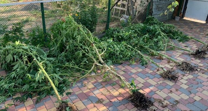 В Бессарабії викрили п’ятьох наркоаграріїв. ФОТО