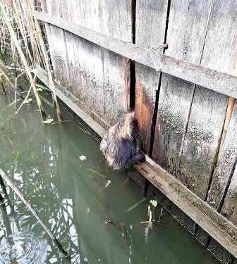 На Одещині співробітники ДСНС врятували єнотовидного собаку | Надзвичайні події Одесса та область