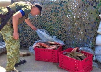 На Одещині у водія мікроавтобуса прикордонники виявили понад 70 червонокнижних стерлядей — Город-24