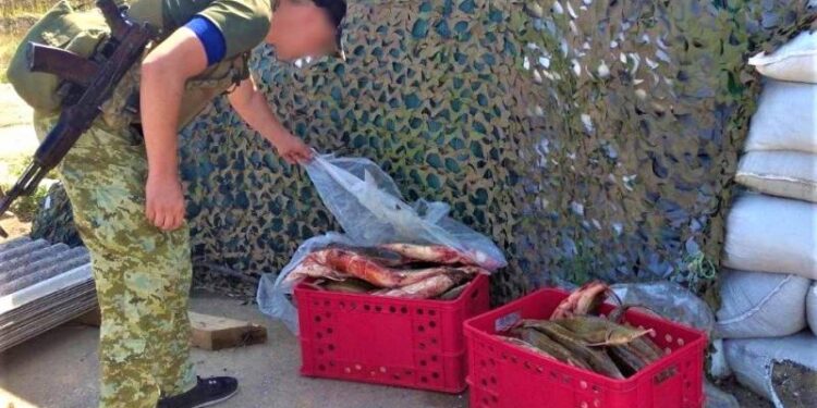 На Одещині у водія мікроавтобуса прикордонники виявили понад 70 червонокнижних стерлядей — Город-24