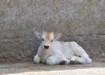 У Одеському зоопарку народилося телятко | Надзвичайні події Одесса та область
