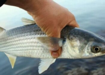 В Одеській області до осені заборонили вилов чорноморської кефалі — Новини Одеської області