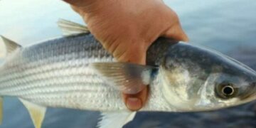 В Одеській області до осені заборонили вилов чорноморської кефалі — Новини Одеської області