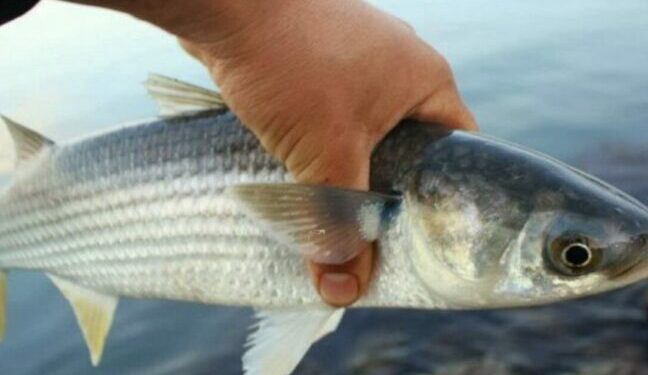 В Одеській області до осені заборонили вилов чорноморської кефалі — Новини Одеської області