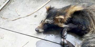 В Одеській області врятували єнота (ФОТО) — Новини Одеської області