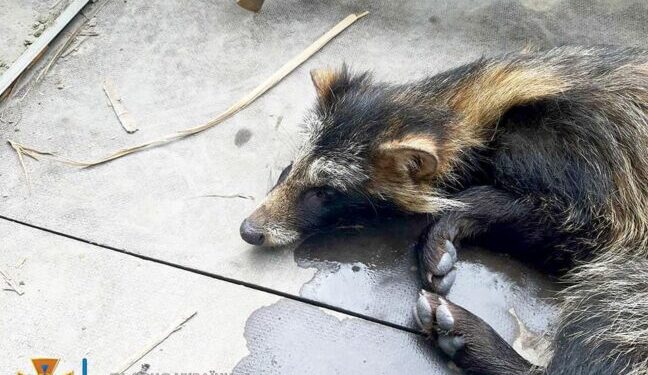 В Одеській області врятували єнота (ФОТО) — Новини Одеської області