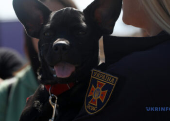 Укриття на зупинках, бур’яни на пляжі та Мажор-рятувальник