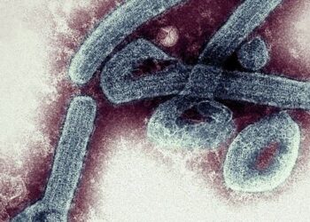 Гана сообщает о первой вспышке вируса Марбург