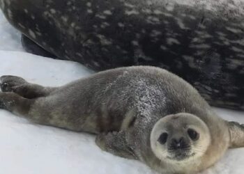 Біля антарктичної станції «Академік Вернадський» народилися дитинчата тюленів