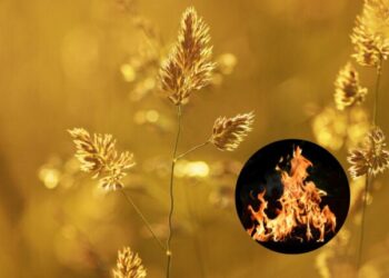 На Одещині оголосили високу пожежну небезпеку — Новини Одеської області