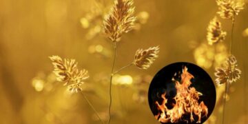 На Одещині оголосили високу пожежну небезпеку — Новини Одеської області