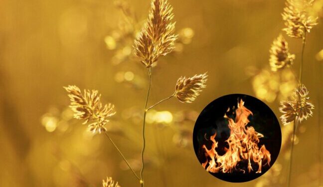 На Одещині оголосили високу пожежну небезпеку — Новини Одеської області