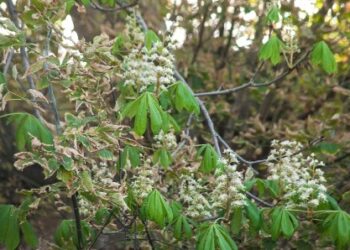 В Одесі спостерігається аномальне природне явище | Надзвичайні події Одесса та область