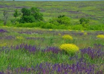 В Одеській області науковці проводять важливі екологічні дослідження | Надзвичайні події Одесса та область
