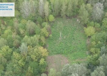 На Закарпатті двоє наркоплантаторів виростили врожай конопель на 18 млн гр. ФОТО | Кримінальні новини