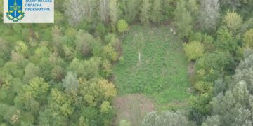 На Закарпатті двоє наркоплантаторів виростили врожай конопель на 18 млн гр. ФОТО | Кримінальні новини