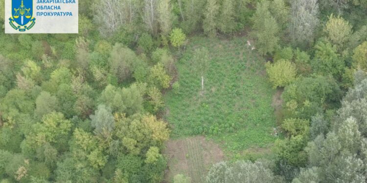 На Закарпатті двоє наркоплантаторів виростили врожай конопель на 18 млн гр. ФОТО | Кримінальні новини