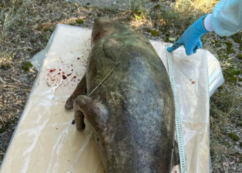 Екоцид: одеські прокурори виявили майже сотню чорноморських дельфінів, які загинули через активність російського військового флоту