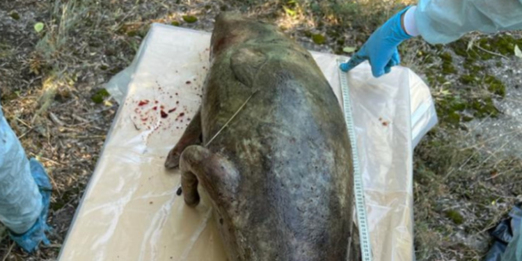 Екоцид: одеські прокурори виявили майже сотню чорноморських дельфінів, які загинули через активність російського військового флоту