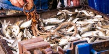 Масштабное зарыбление планируют на озерах Ялпуг и Кугурлуй