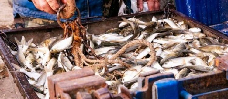 Масштабное зарыбление планируют на озерах Ялпуг и Кугурлуй