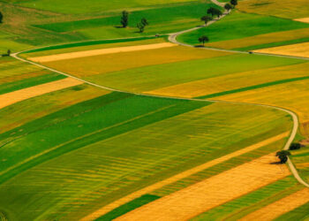 На Одещині фермер незаконно використовував 44 га державної землі — Новини Одеської області