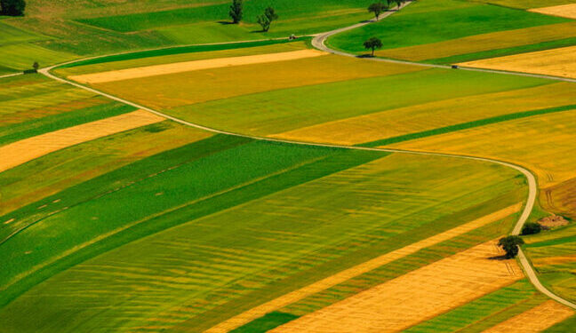 На Одещині фермер незаконно використовував 44 га державної землі — Новини Одеської області