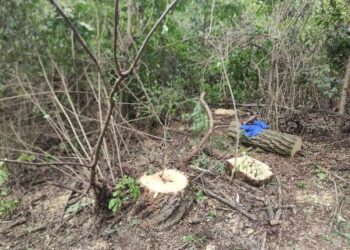 На Одещині затримали чорного лісоруба | Надзвичайні події Одесса та область