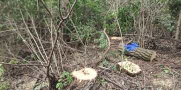 На Одещині затримали чорного лісоруба | Надзвичайні події Одесса та область