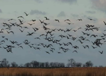На півдні Одещини спостерігають масштабну міграцію диких птахів