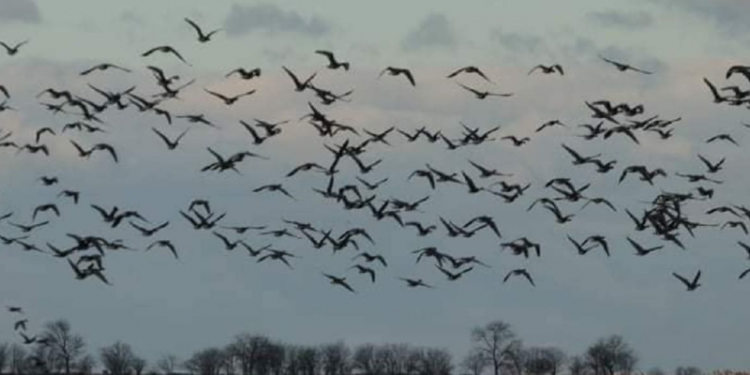 На півдні Одещини спостерігають масштабну міграцію диких птахів
