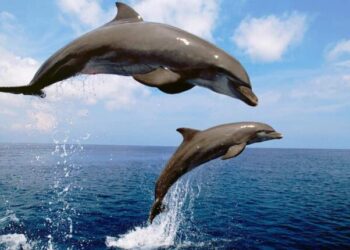 На узбережжі Одеської області загинули 95 дельфінів: прокуратура розслідує екоцид — Новини Одеської області