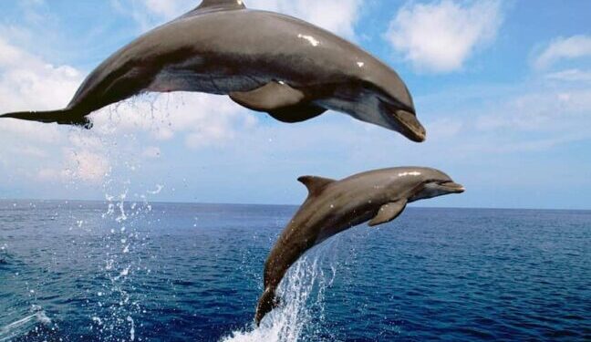 На узбережжі Одеської області загинули 95 дельфінів: прокуратура розслідує екоцид — Новини Одеської області