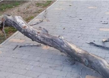 В Одесі зламана гілка важко травмувала жінку | Надзвичайні події Одесса та область