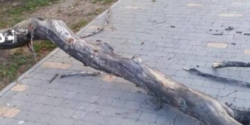 В Одесі зламана гілка важко травмувала жінку | Надзвичайні події Одесса та область