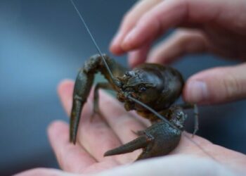 В Одеській області дозволено вилов раків — Новини Одеської області